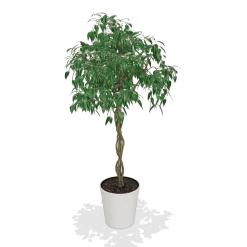 Braided Benjamina Ficus Tree -Garden-Plants products 590fdabb 1cd1 4370 a44b 253aef1342f9