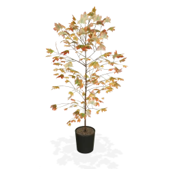 Autumn Blaze® Red Maple Tree -Garden-Plants products 5f8d8f31 87b0 4c0c bdb7 89dc64fd77ef