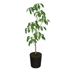 Umbrella Tree -Garden-Plants products e6459b68 1b6b 45c6 866f 10e58dc78fee