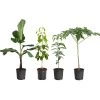 Smoothie Kit -Garden-Plants smoothie kit 600x600 82e2bc14 252b 4b01 ba89 0540d7ba073b