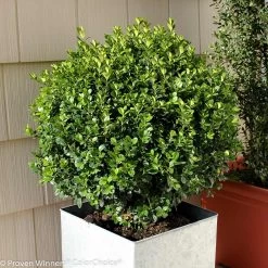 Sprinter® Boxwood Shrub 9 Sprinter® Boxwood Shrub -Garden-Plants sprinter boxwood 2 FGT