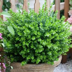 Sprinter® Boxwood Shrub 10 Sprinter® Boxwood Shrub -Garden-Plants sprinter boxwood 3