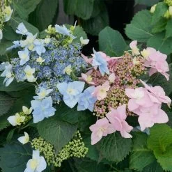 Front Page -Garden-Plants tuff stuff ah ha hydrangea 1