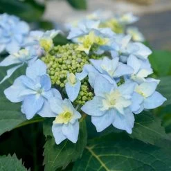 Tuff Stuff Ah-Ha® Hydrangea Shrub -Garden-Plants tuff stuff ah ha hydrangea 3