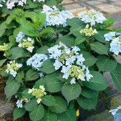 Tuff Stuff Ah-Ha® Hydrangea Shrub -Garden-Plants tuff stuff ah ha hydrangea 4
