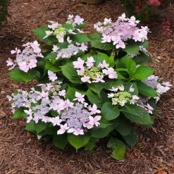 Tuff Stuff Ah-Ha® Hydrangea Shrub -Garden-Plants tuff stuff ah ha hydrangea 7 FGT