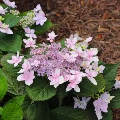 Tuff Stuff Ah-Ha® Hydrangea Shrub -Garden-Plants tuff stuff ah ha hydrangea 8