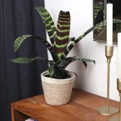 Zebra Plant In Decorative Pot -Garden-Plants zebra jute 4